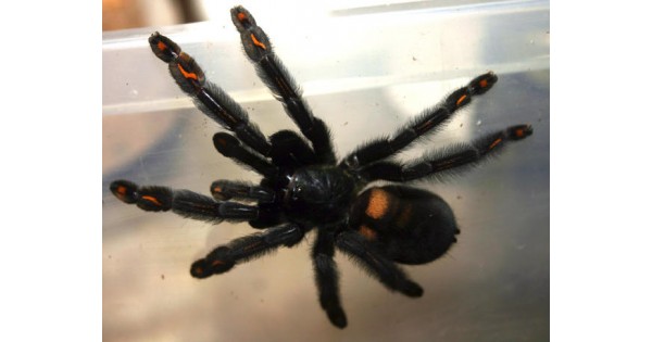 Psalmopoeus Irminia Venezuelan Sun Tiger Tarantula Virginia 