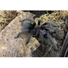 Phormictopus species - Dominican Purple Tarantula