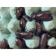 Cockroaches