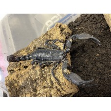 Giant Asian Blue Forest Scorpion (Javanimetrus cyaneus) Adult/Sub-adult