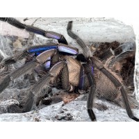 Chilobrachys natanicharum - Electric Blue Tarantula