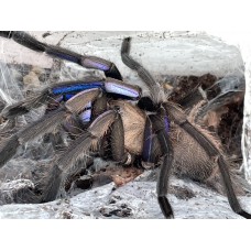 Chilobrachys natanicharum - Electric Blue Tarantula