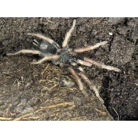 Kochiana brunnipes - Brazilian Dwarf Beauty Tarantula