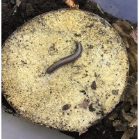 Vietnam Rainbow Millipede (Tonkinbolus dolfusii) Juvenile