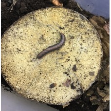 Vietnam Rainbow Millipede (Tonkinbolus dolfusii) Juvenile