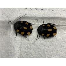 Orange Domino Cockroach (Therea regularis) Adult/Sub-adult (unsexed)