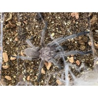 Chilobrachys dyscolus 'black' - Vietnam Black Tarantula - Adult Male (Matured September 2024)