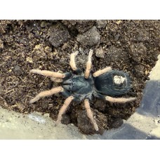 Kochiana brunnipes - Brazilian Dwarf Beauty Tarantula (very likely gravid)