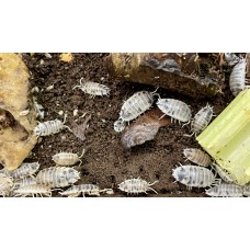 Dairy Cow Isopod (Porcellio laevis) x 10 (medium/large)