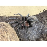 Bumba cabocla - Brazilian Redhead Tarantula (large) - Collection only