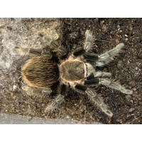 Sericopelma angustum - Costa Rican Red Tarantula (large) - Collection only