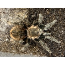 Sericopelma angustum - Costa Rican Red Tarantula (large) - Collection only