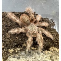 Nhandu tripepii - Brazil Giant Blonde Tarantula