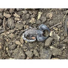 Thai Bush Scorpion (Chaelius species cimrmani) Small (scorpling)