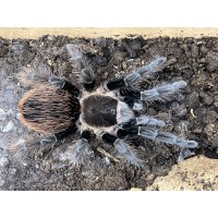 Sericopelma angustum - Costa Rican Red Tarantula