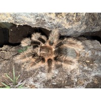 Tliltocatl albopilosus - Curly Hair Tarantula