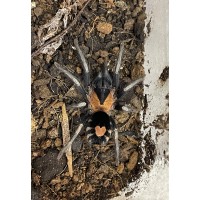 Cyriocosmus elegans - Trinidad Dwarf Love Heart Tarantula