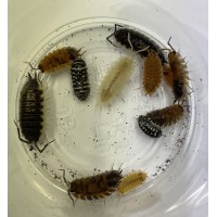 Mixed Isopods - Per tub (various sizes / various species)