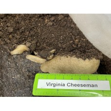 Pancake Slug (Veronicella sloanei) Juvenile x 4