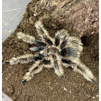 Tliltocatl albopilosum - Curly Hair Tarantula - Adult male (Matured November 2024)