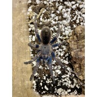 Thrixopelma lagunas - Peruvian Blue Tarantula