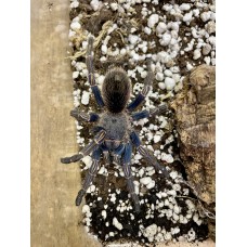 Thrixopelma lagunas - Peruvian Blue Tarantula