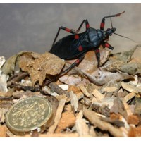 Red Spotted Assassin Bug (Platymeris rhadamanthus)  Small nymph