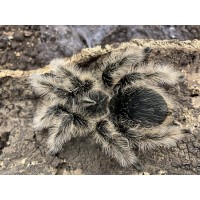 Tliltocatl albopilosus - Curly Hair Tarantula