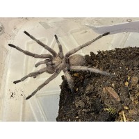 Chaetopelma olivaceum - Cyprus Star Tarantula / Adult Male (Matured October 2024)