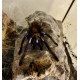 Collection Only Tarantulas