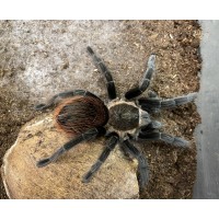 Tliltocatl kahlenbergi - New Mexican Tarantula