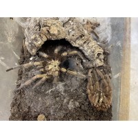 Phormictopus auratus - Giant Bronze Birdeating Tarantula / Adult Male (Matured August 2024)