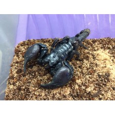 Giant Asian Blue Forest Scorpion (Heterometrus cyaneus) Small juvenile (scorpling)