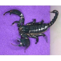 Laos Giant Forest Scorpion (Heterometrus laoticus) Small (scorpling)