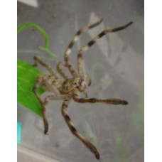Spotted Cameroon Crab Spider (Barylestis scutatus) Juvenile