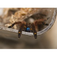 Ephebopus cyanognathus - Blue Fang Tarantula