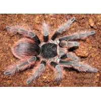 Nhandu carapoensis - Brazilian Red  Birdeating Tarantula