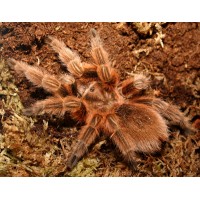 Grammostola rosea - Chile Rose Tarantula