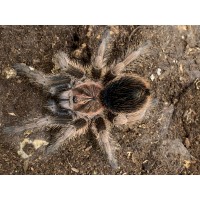 Phormictopus cancerides - Haitian Brown Birdeating Tarantula