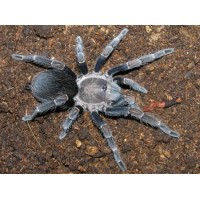 Cyclosternum schmardae - Yellow Banded Tarantula