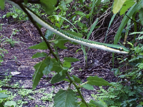 Mexican Parot Snake